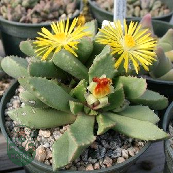 Carruanthus ringens