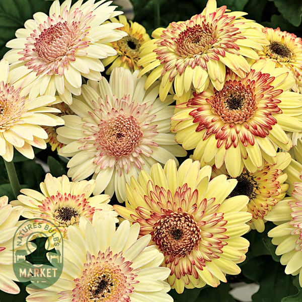 Cartwheel® Strawberry Twist Gerbera Daisy Seeds
