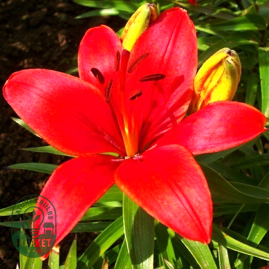 Ceb Crimson
