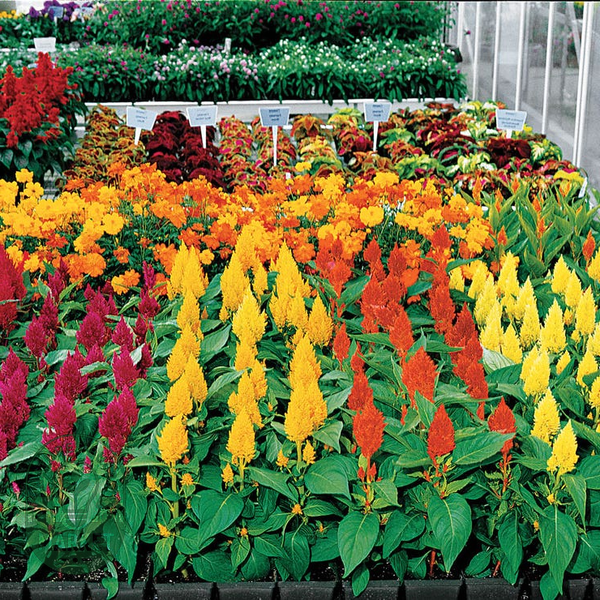 Century Mix Celosia Seeds