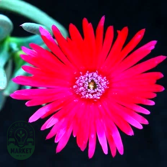 Cephalophyllum cupreum