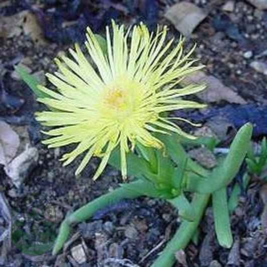 Cephalophyllum loreum