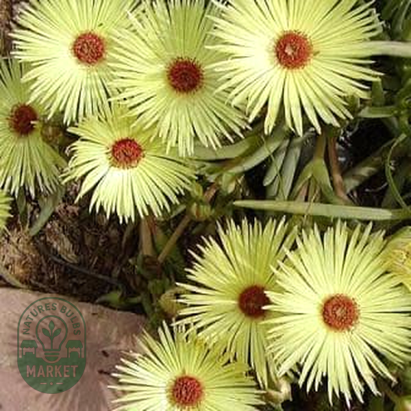 Cephalophyllum pillansii