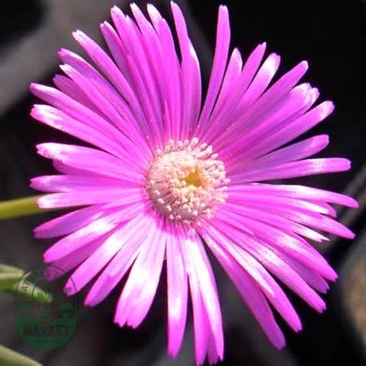 Cephalophyllum pulchrum