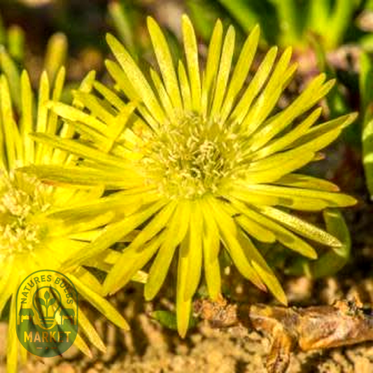 Cephalophyllum purpureo-album
