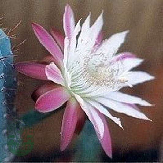 Cereus validus