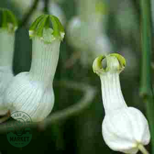 Ceropegia ampliata