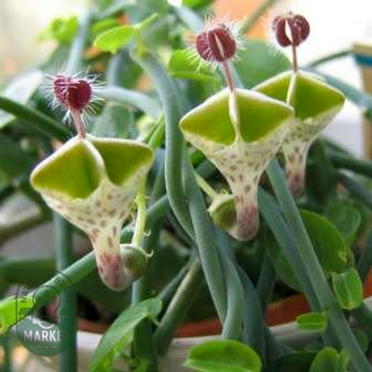 Ceropegia haygarthii