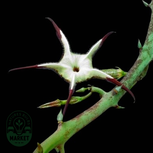 Ceropegia stapeliiformis