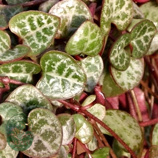Ceropegia woodii