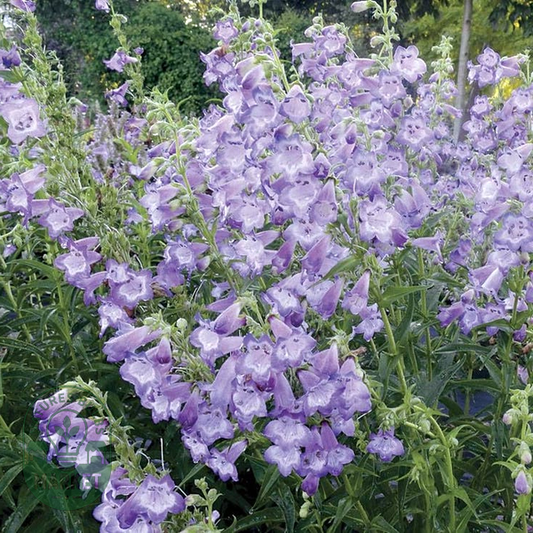 Cha Cha™ Lavender Penstemon