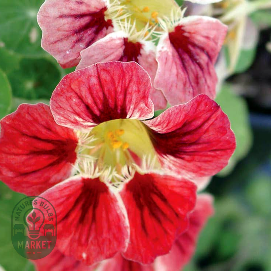 Chameleon' Nasturtium Seeds
