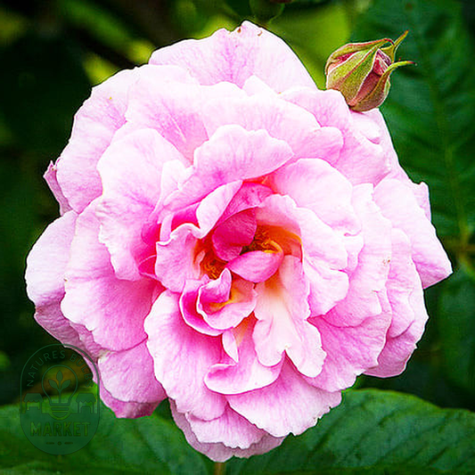 Chaplin's Pink