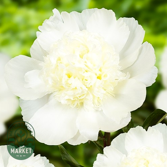 Charle's White