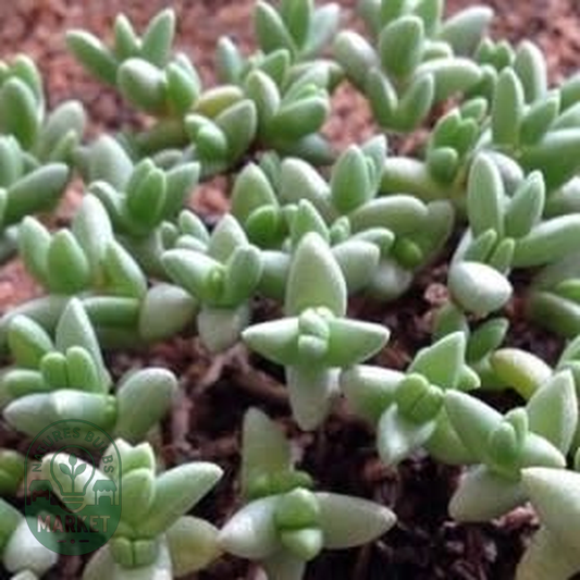 Chasmatophyllum braunsii