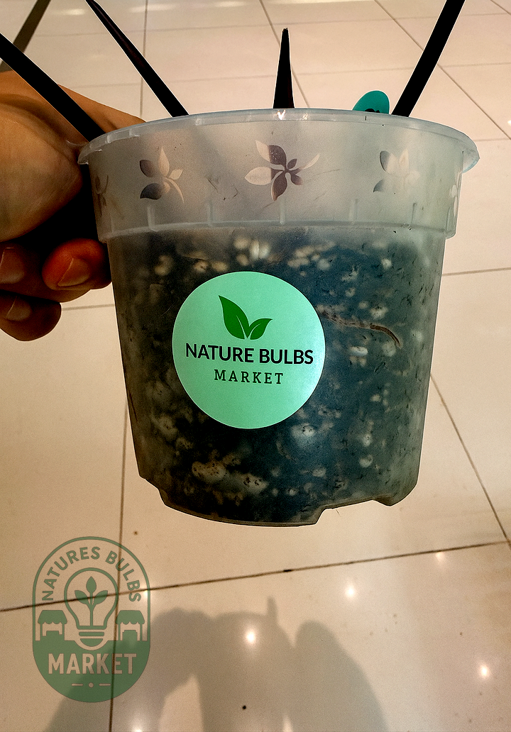 Philodendron Orange Princess Variegated