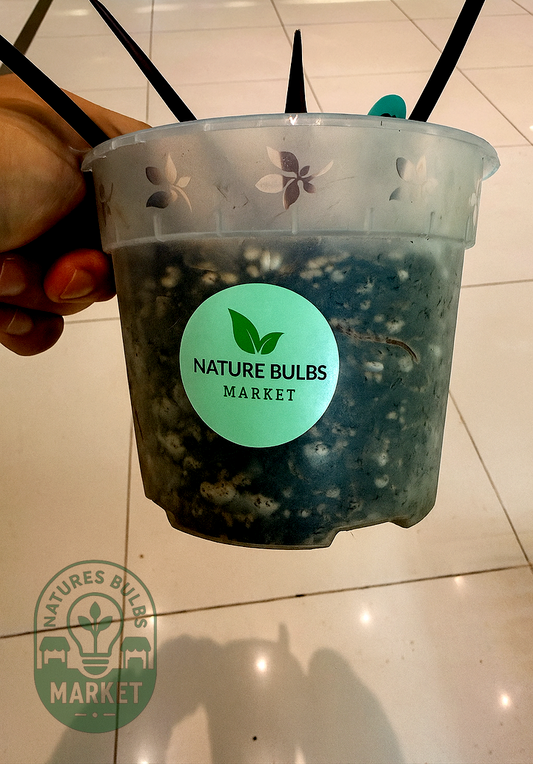 Philodendron Orange Princess Variegated