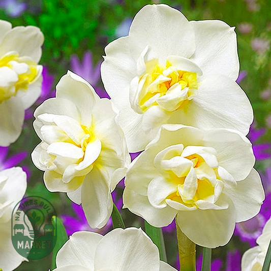 Cheerfulness