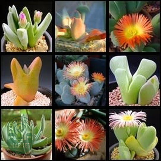 Cheiridopsis Mixed Species