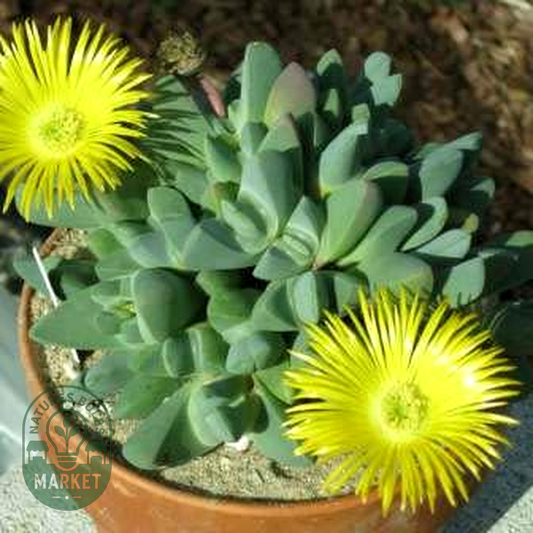 Cheiridopsis brownii