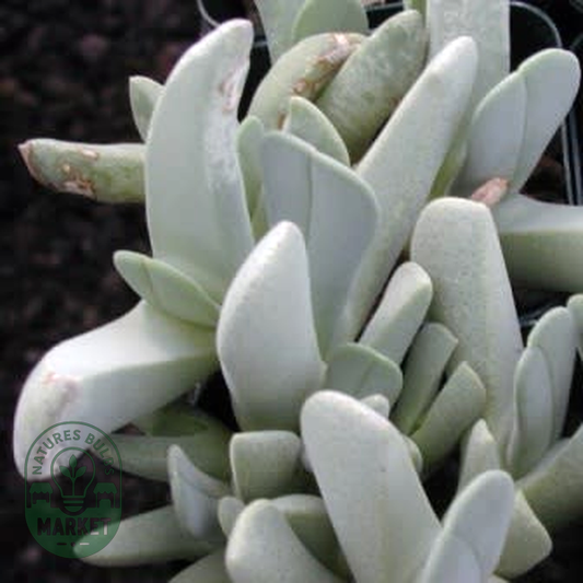 Cheiridopsis carinata