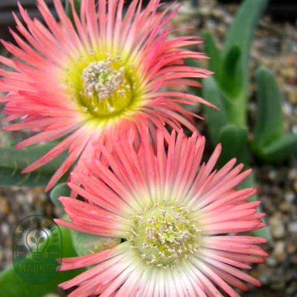 Cheiridopsis cuprea