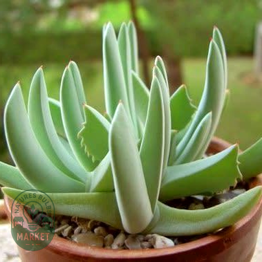 Cheiridopsis denticulata