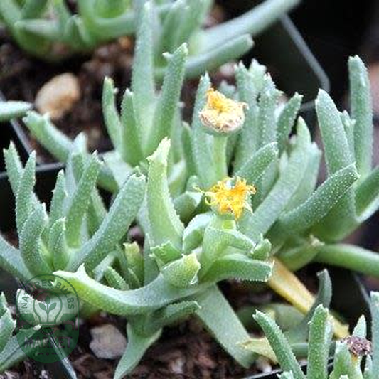 Cheiridopsis derenbergiana