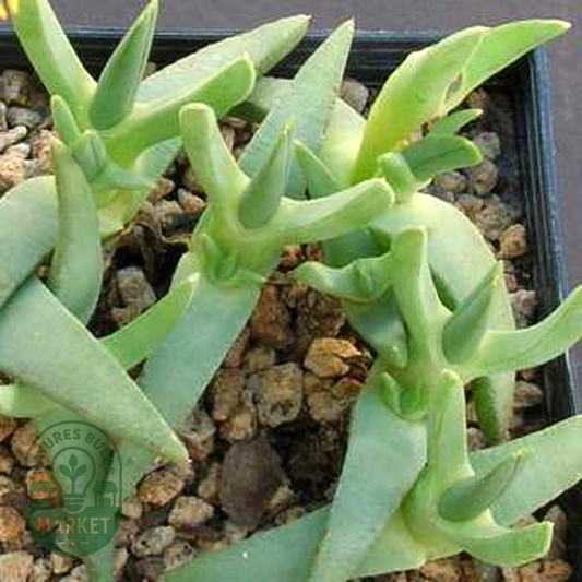 Cheiridopsis imitans