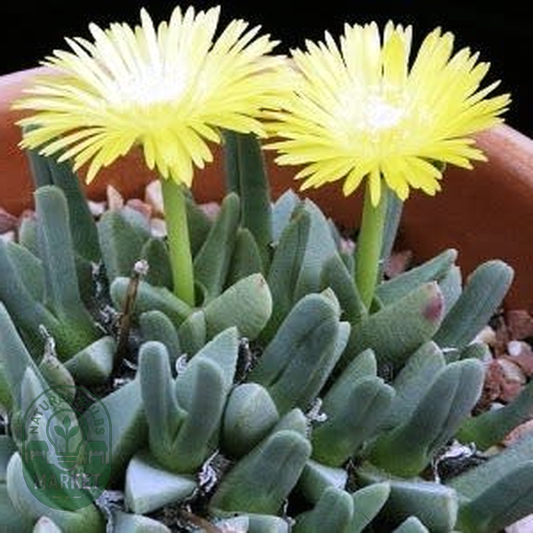 Cheiridopsis namaquensis