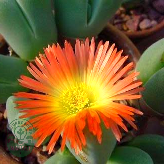 Cheiridopsis pillansii
