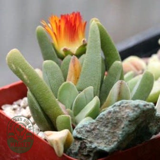 Cheiridopsis rostrata