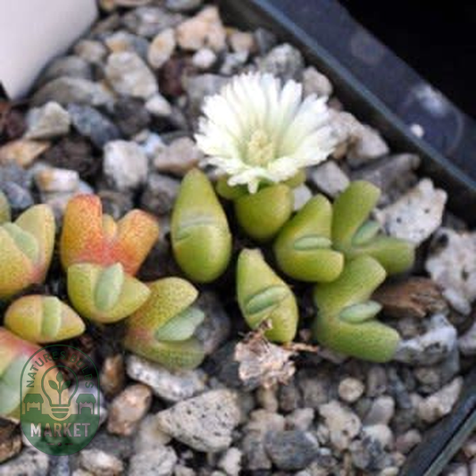 Cheiridopsis schlechteri