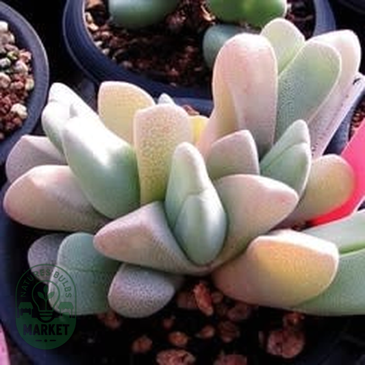 Cheiridopsis vanzylii