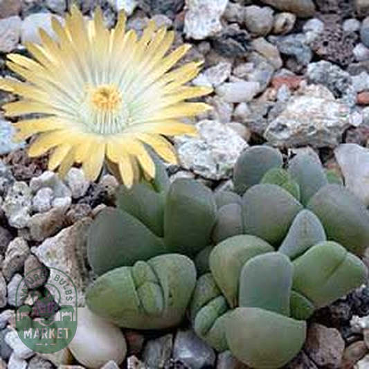 Cheiridopsis verrucosa