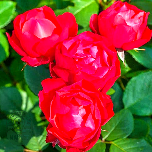 Cherry Bonica