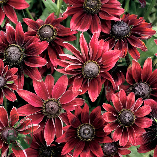 Cherry Brandy' Rudbeckia Seeds