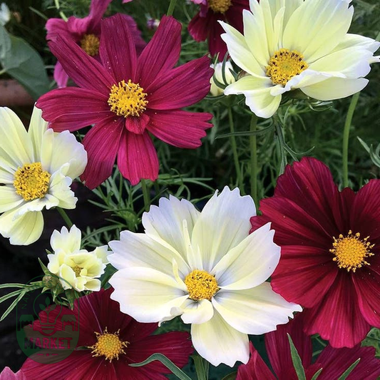 Cherry Pie Blend Cosmos Seeds