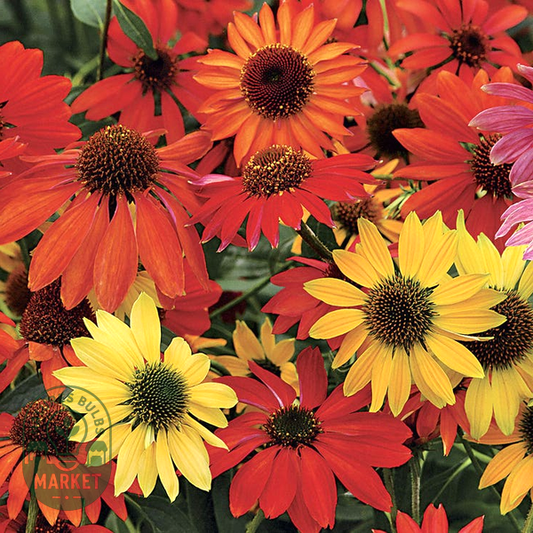 Cheyenne Spirit Coneflower Seeds