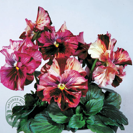 Chianti Terracotta Pansy Seeds