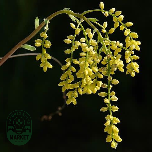 Chiastophyllum oppositifolium