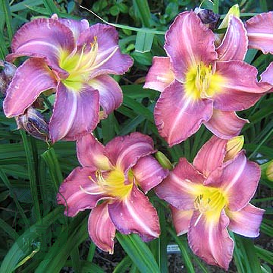 Chicago Jewel