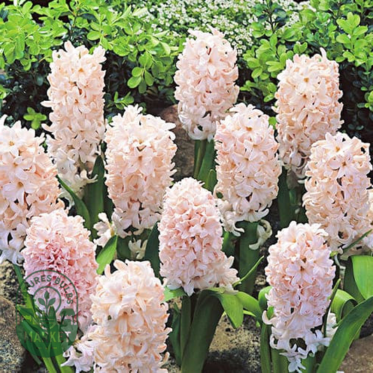 China Pink