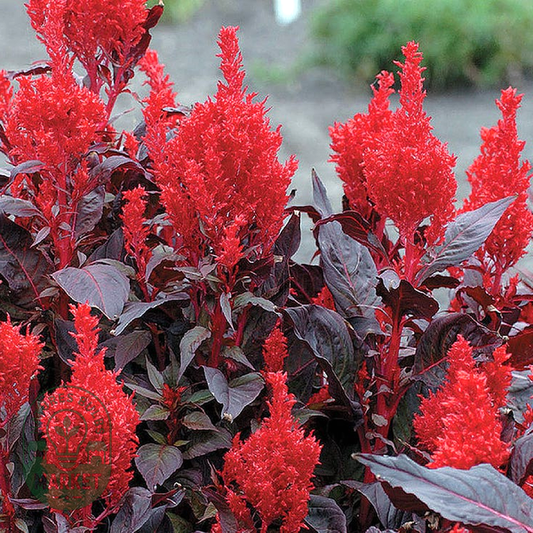 China Town Celosia Seeds