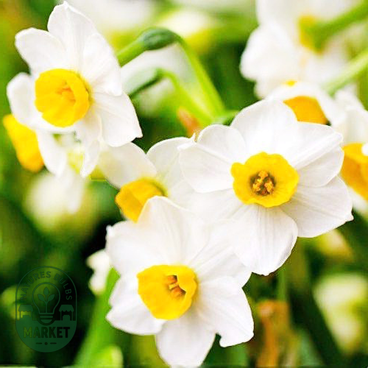Chinese Sacred Lily
