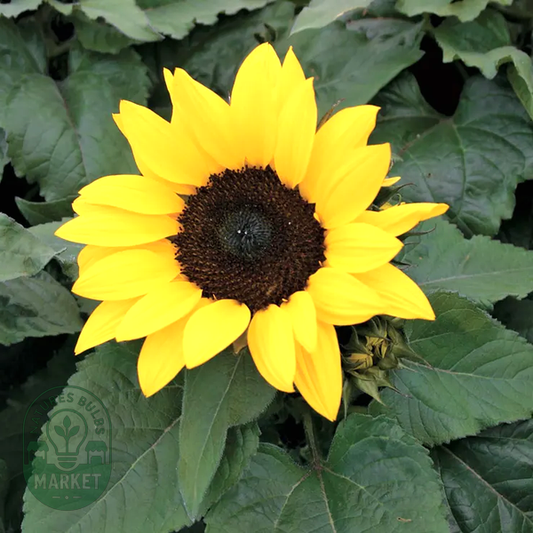 Choco Sun Sunflower Seeds