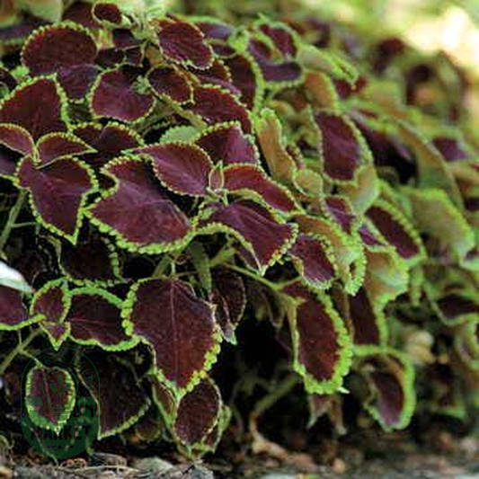 Chocolate Mint Coleus Seeds