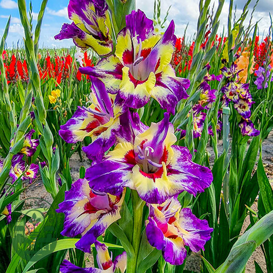 Circus Color