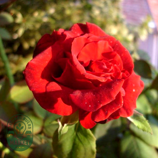 Clb. Grand Chateau