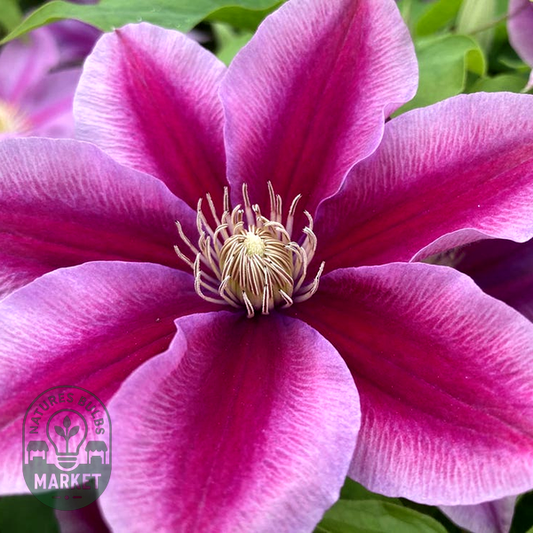 Clematis Boulevard® Poseidon™